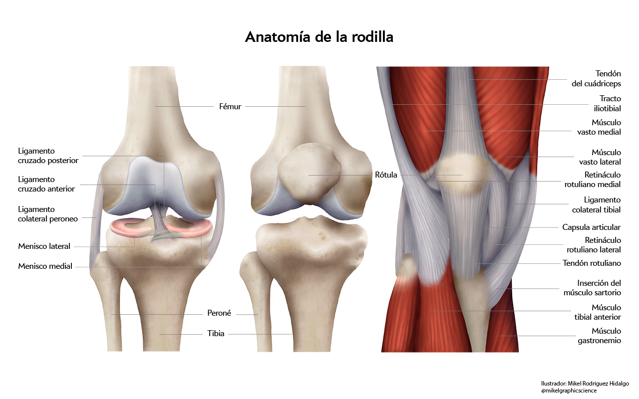 Anatomía de la rodilla.