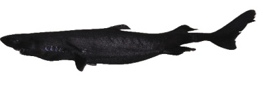 Etmopterus%20gracilispinis.jpg