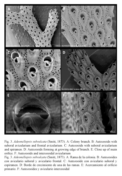 Fig.%203.%20Adeonellopsis%20subsulcata%20%20A%20Colony%20branch%20BAutozooids%20with%20suboral%20avicularium%20frontal%20%20CAutozooids%20with%20suboral%20avicularium%20D%20Autozooids%20forming%20E%20Close%20up.jpg